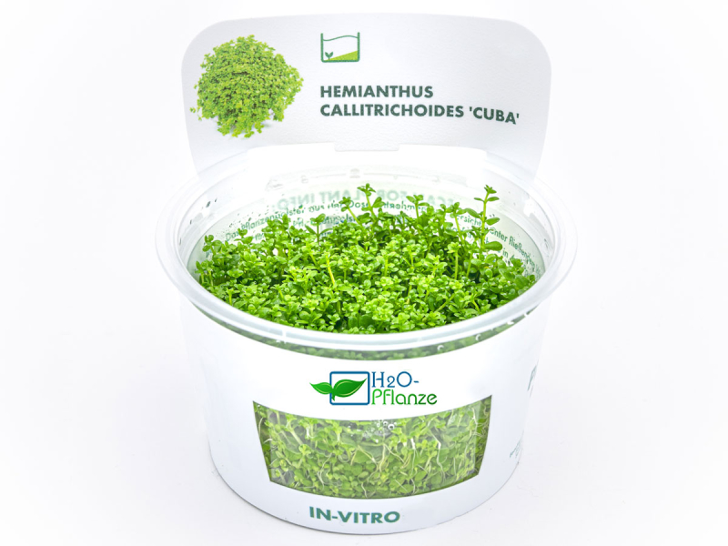 Kuba-Perlkraut - Hemianthus callitrichoides 'Cuba' in vitro -